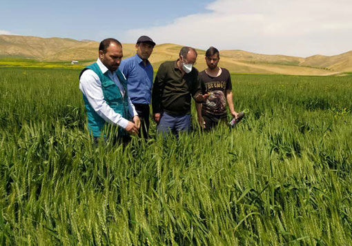 مبارزه با علفهای هرز، آفت سن گندم وبیماری زنگ زرد در مزارع گندم وجو شهرستان کلیبر