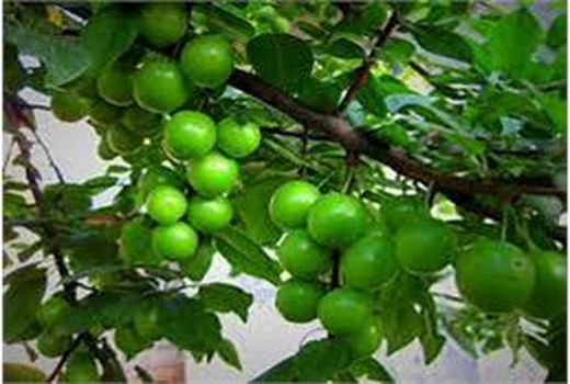 تولید 8 هزار تن گوجه سبز در بابل