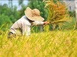 انگیزه‌های اقتصادی نقش کلیدی در پذیرش الگوی کشت دارد

