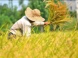انگیزه‌های اقتصادی نقش کلیدی در پذیرش الگوی کشت دارد

