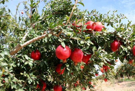 کاهش خسارت آفت مگس مدیترانه‌ای در باغات انار یزد