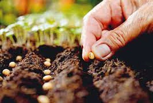 تولید  40 میلیون عدد بذر هیبرید  سبزی و صیفی گلخانه‌ای در سال جاری