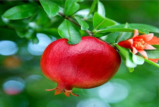 صادرات  ۵.۲۷ میلیون دلاری انار در سال 99