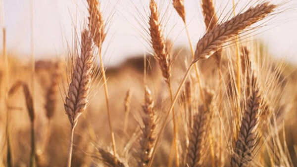 عبور از مرز خرید یک میلیون تن گندم بعد از 13 سال