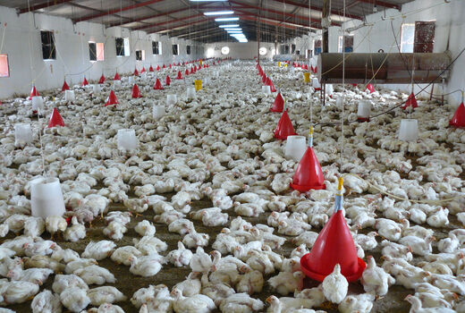 دامپزشکی سیستان و بلوچستان نسبت به شیوع آنفلونزای فوق حادپرندگان هشدار داد
