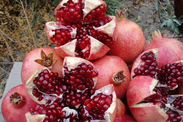 پیش بینی برداشت هزار تن انار