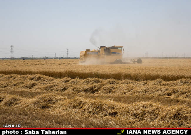 برداشت مکانیزه گندم