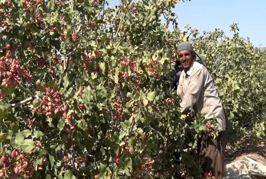 برداشت پسته - آران و بیدگل