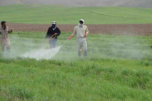 بازدید مستمر کارشناسان حفظ نباتات از مزارع، باغات و گلخانه ها جهت کنترل آفات و بیماری‌ها