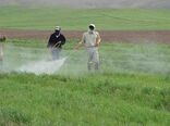 بازدید مستمر کارشناسان حفظ نباتات از مزارع، باغات و گلخانه ها جهت کنترل آفات و بیماری‌ها