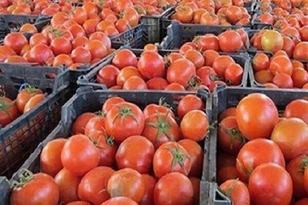 ۲۶ هزار تن گوجه فرنگی از کشاورزان کردستانی خریداری شد
