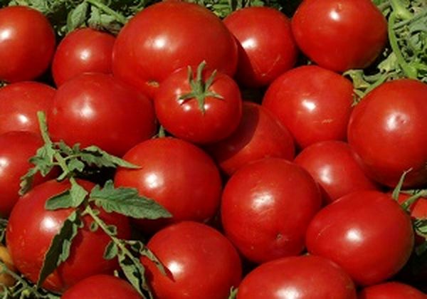 ۹۰ درصد مزارع گوجه فرنگی استان قزوین به روش قطرهای آبیاری میشود