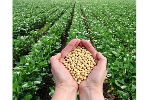 آغاز برداشت سویا در ساری/ تولید 1000 تنی