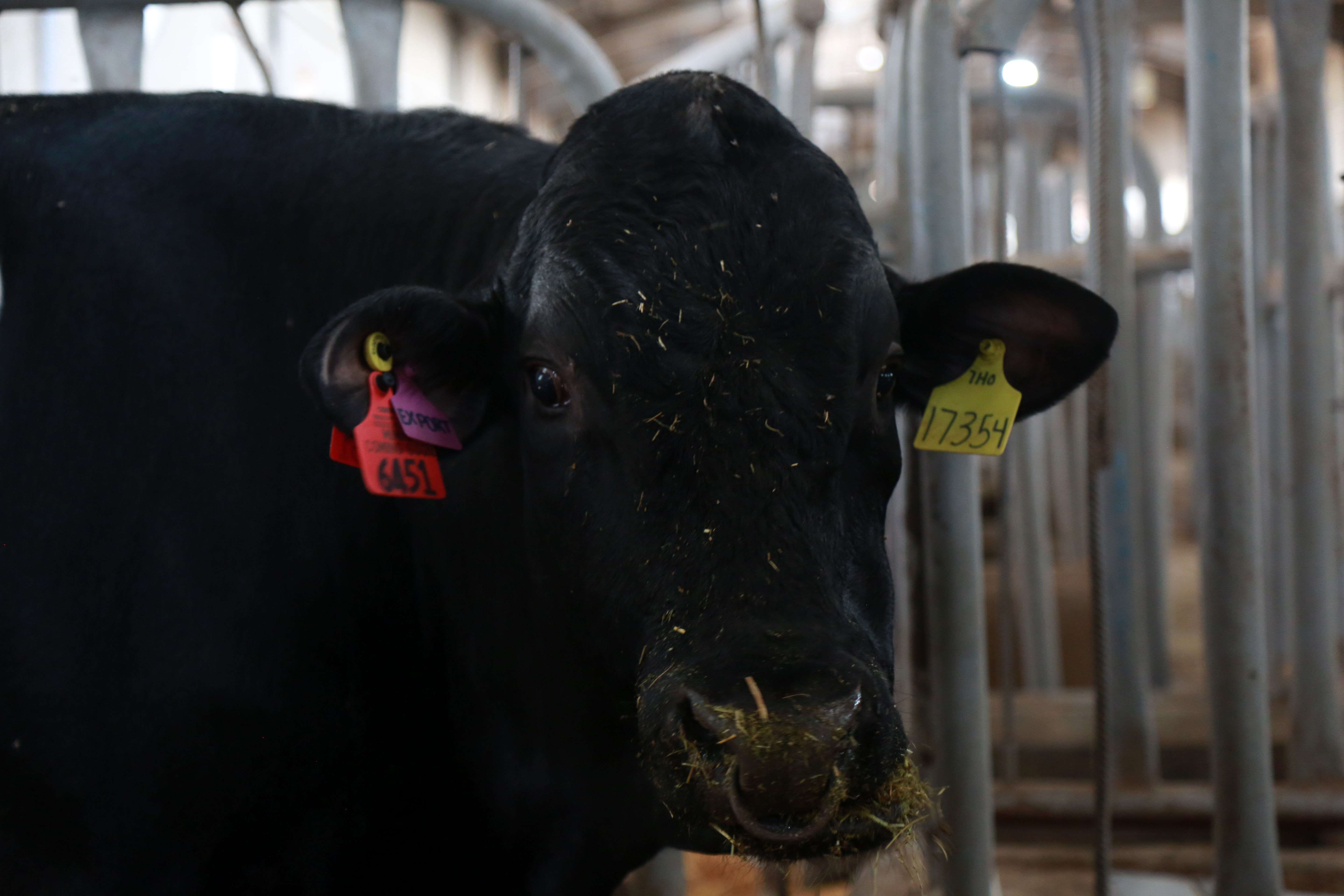   مرکز ملی ژنتیک دامی   