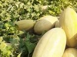 افزایش عملکرد محصول خربزه زرین دشت با اجرای سیستم آبیاری نواری