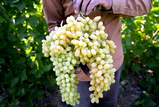 برداشت ۱۸۰ هزار تن انگور در استان آذربایجان شرقی در سالجاری  