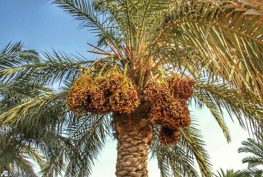 تولید 80 درصد خرمای درجه یک در نخلستان‌های خوزستان