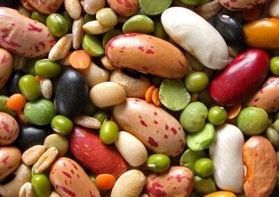 آغاز برداشت بیش از ۳ هزار تن انواع لوبیا از مزارع آذربایجان غربی 