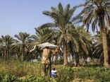 زمستان بی‌سرما، بهار بی‌شکوفه