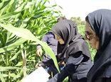 مشاهده نخستین علائم آلودگی برگ‌خوار پاییزه ذرت در مزارع شیراز 