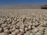احیای ترمینال ایستگاه ۲۲ بهمن پژوهشکده پسته با هدف فرآوری پسته سالم و ارتقای کیفیت 