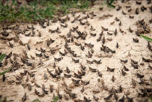 پایش 62 هزار هکتار از نقاط آلوده به ملخ صحرایی در نهبندان