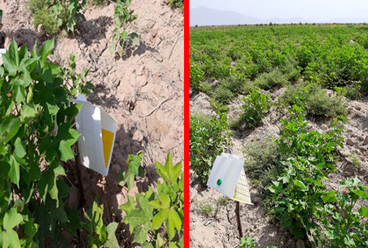 نصب تله‌های 