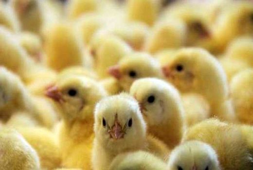  یک میلیون و ۳۵۰ قطعه جوجه‌ریزی در چهارمحال و بختیاری انجام شد