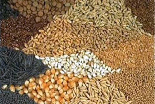 توزیع 26 هزار تن کنسانتره و نهاده های دامی در بین مرغداران و دامداران مراغه