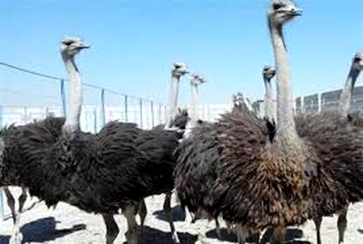 تولید سالانه 24 تن گوشت آماده طبخ شترمرغ در خوزستان