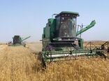 خرید تضمینی گندم در چهارمحال و بختیاری به ۱۳ هزار تن رسید