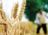کاهش سن زدگی مزارع گندم کردستان به کمتر از یک تن