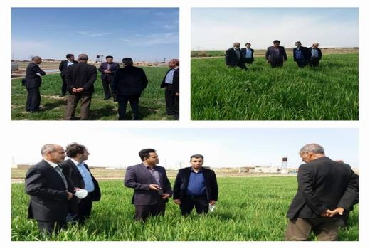 مبارزه با علف های هرز در 20هزارهکتار از مزارع غلات شهرستان ورامین