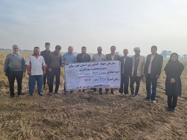 ترویج استفاده از کاه و کلش برنج در تغذیه دام