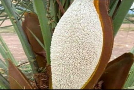 شکوفا شدن اولین گل آذین های نخل در آبادان