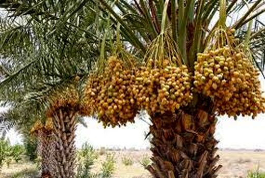 پایان برداشت خرما در آبادان