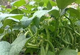 ۱۰۴هکتار از اراضی کشاورزی شهرستان البرز زیر کشت حبوبات بهاره رفت