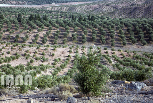 بازدید حجتی از طرح  توسعه باغات زیتون در طارم 