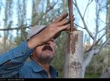  تور ترویجی سرشاخه‌کاری گردو در استان همدان برگزار می‌شود
