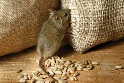 ردیابی جوندگان مضر بخش کشاورزی در خرمشهر