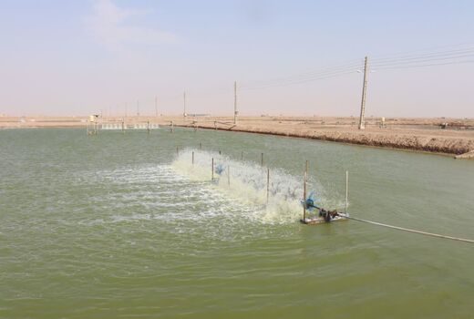 برداشت ۲ هزار و ۵۸۰ تن میگو از سطح هزار و ۳۴ هکتار مزارع استان