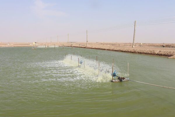 برداشت ۲ هزار و ۵۸۰ تن میگو از سطح هزار و ۳۴ هکتار مزارع استان