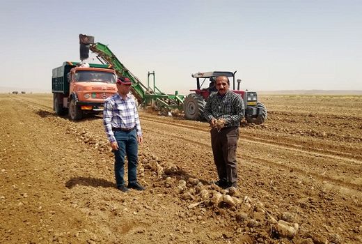افزایش 2 برابری تولید چغندر قند پائیزه در فسا