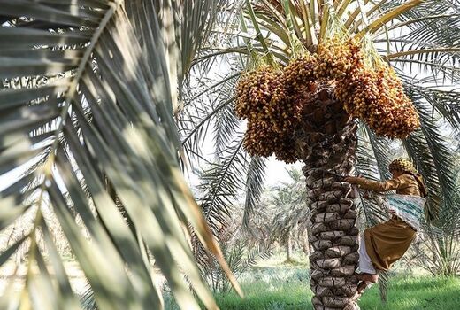 ٩٠ درصد مطالبات نخلداران خوزستانی پرداخت شد