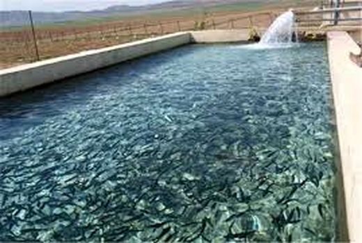 سخت‌گیری در اجرای قوانین مانعی برای توسعه صنعت آبزی پروری در خراسان شمالی