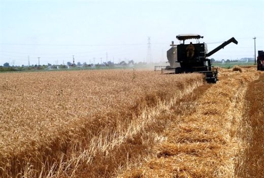 آغاز برداشت گندم از مزارع استان بوشهر