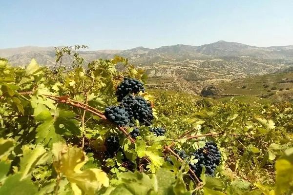 تاکداران سردشتی انگور خود را به مراکز خرید مجوزدار تحویل دهند