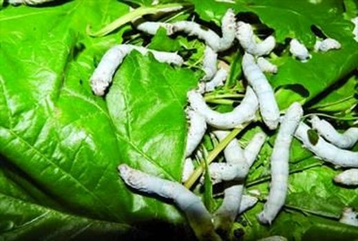  رشد 4 برابری تولید نهال توت در کشور