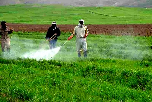 ادامه مبارزه با سن مادری در مزارع خراسان شمالی