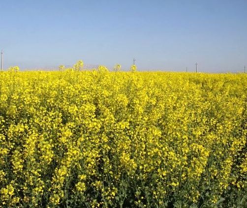 آستان قدس کلزاکاران خراسان شمالی را حمایت می‌کند  